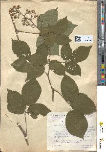 spécimen de Rubus tereticaulis