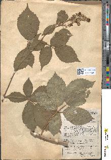 spécimen de Rubus thyrsoideus