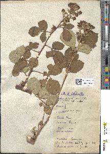 spécimen de Rubus thyrsoideus