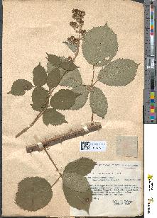 spécimen de Rubus thyrsoideus