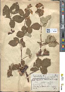 spécimen de Rubus thyrsoideus