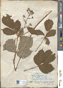 spécimen de Rubus thyrsoideus