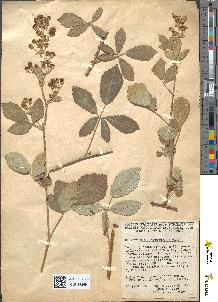 spécimen de Rubus tomentosus