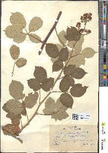 spécimen de Rubus ulmifolius