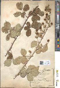 spécimen de Rubus ulmifolius