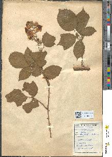 spécimen de Rubus arachnites