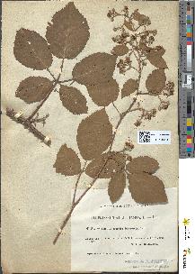 spécimen de Rubus !