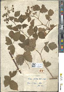 spécimen de Rubus !
