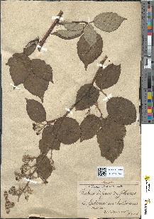 spécimen de Rubus bifrons