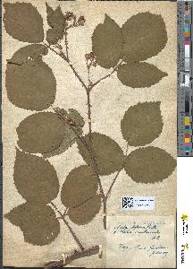 spécimen de Rubus bifrons