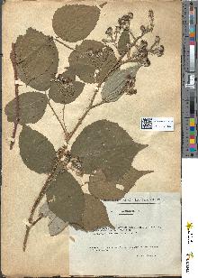 spécimen de Rubus bifrons