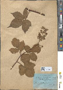 spécimen de Rubus fuscus
