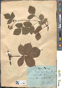 spécimen de Rubus balfourianus
