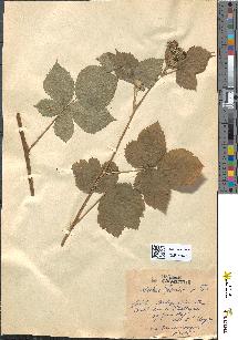 spécimen de Rubus arcticus
