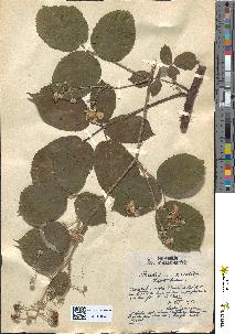 spécimen de Rubus arcticus