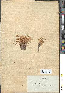 spécimen de Montia rivularis