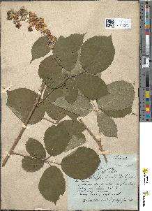 spécimen de Rubus nemorensis