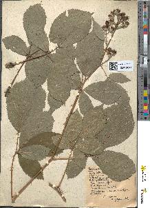 spécimen de Rubus nemorensis