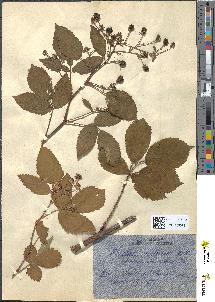 spécimen de Rubus nitidus