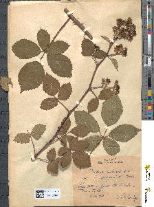 spécimen de Rubus nitidus
