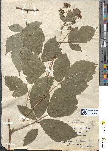 spécimen de Rubus obscuru