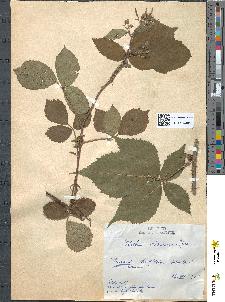spécimen de Rubus obscuru