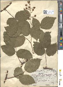 spécimen de Rubus obscuru