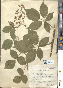 spécimen de Rubus pallidus