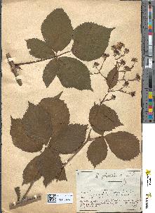 spécimen de Rubus plicatus
