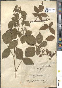 spécimen de Rubus pyramidalis