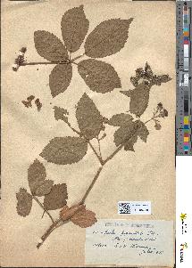 spécimen de Rubus pyramidalis