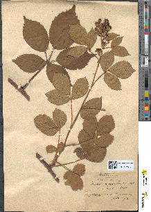 spécimen de Rubus pyramidalis