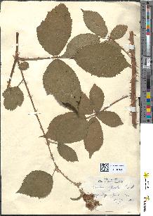 spécimen de Rubus questieri
