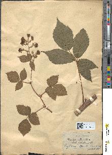 spécimen de Rubus questieri