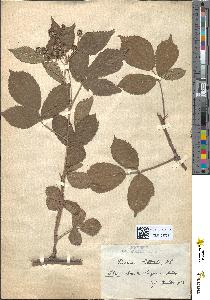 spécimen de Rubus radula