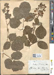spécimen de Rubus radula