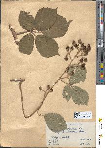 spécimen de Rubus radula