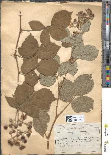 spécimen de Rubus radula