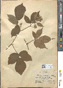 spécimen de Rubus rivularis