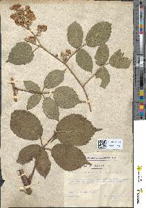 spécimen de Rubus rosaceus
