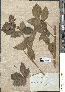 spécimen de Rubus rudis