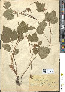 spécimen de Rubus saxatilis