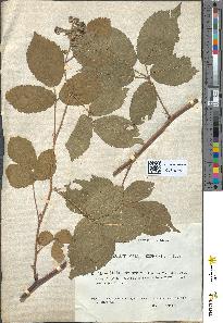 spécimen de Rubus scaber