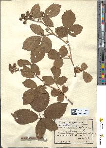 spécimen de Rubus schleicheri