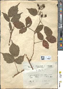 spécimen de Rubus schleicheri