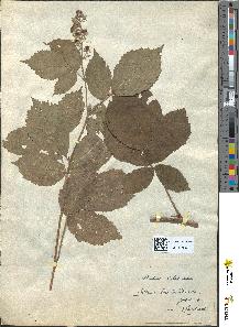 spécimen de Rubus silesiacus