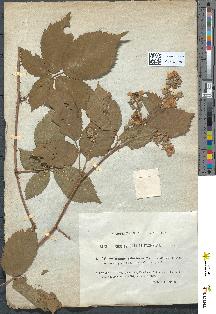 spécimen de Rubus silesiacus