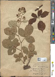 spécimen de Rubus silvaticus