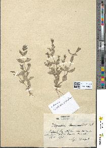 spécimen de Lindernia pyxidaria