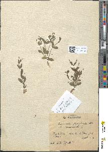 spécimen de Lindernia pyxidaria